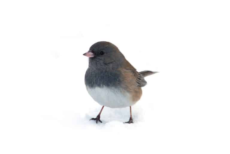 A dark-eyed junco standing in the snow