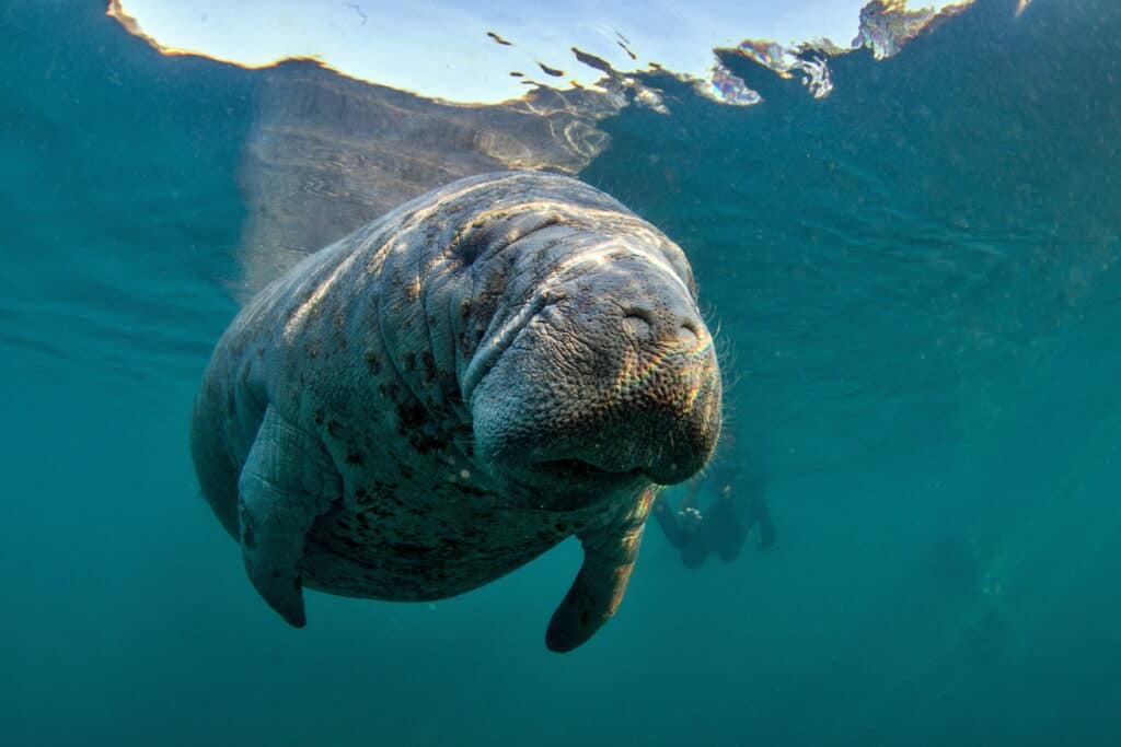 West Indian Manatee in Crystal River