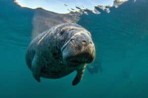 Are Manatees Endangered and How Many Are Left In the World? Picture