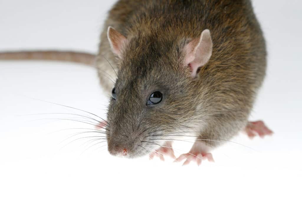 Brown rat isolated on white background