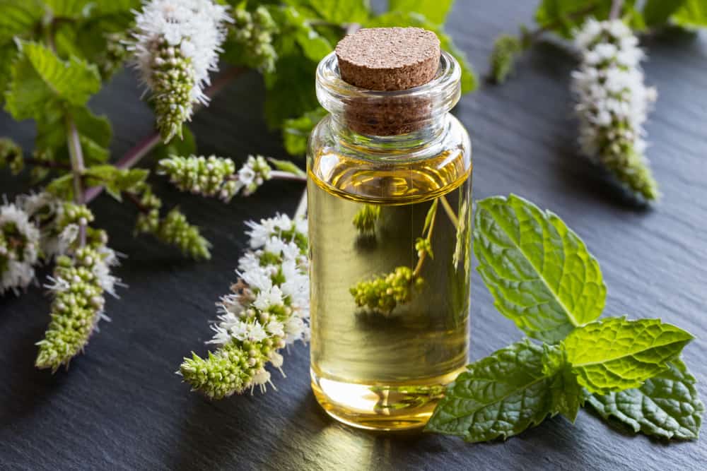 A small jar of peppermint oil. 