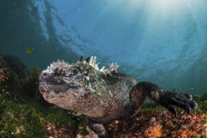 See The Galapagos Marine Iguana Look Like An Underwater Godzilla Picture