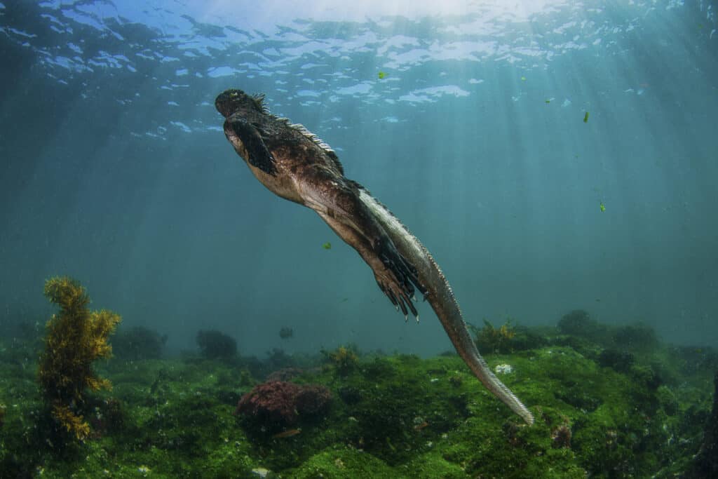 Marine Iguana