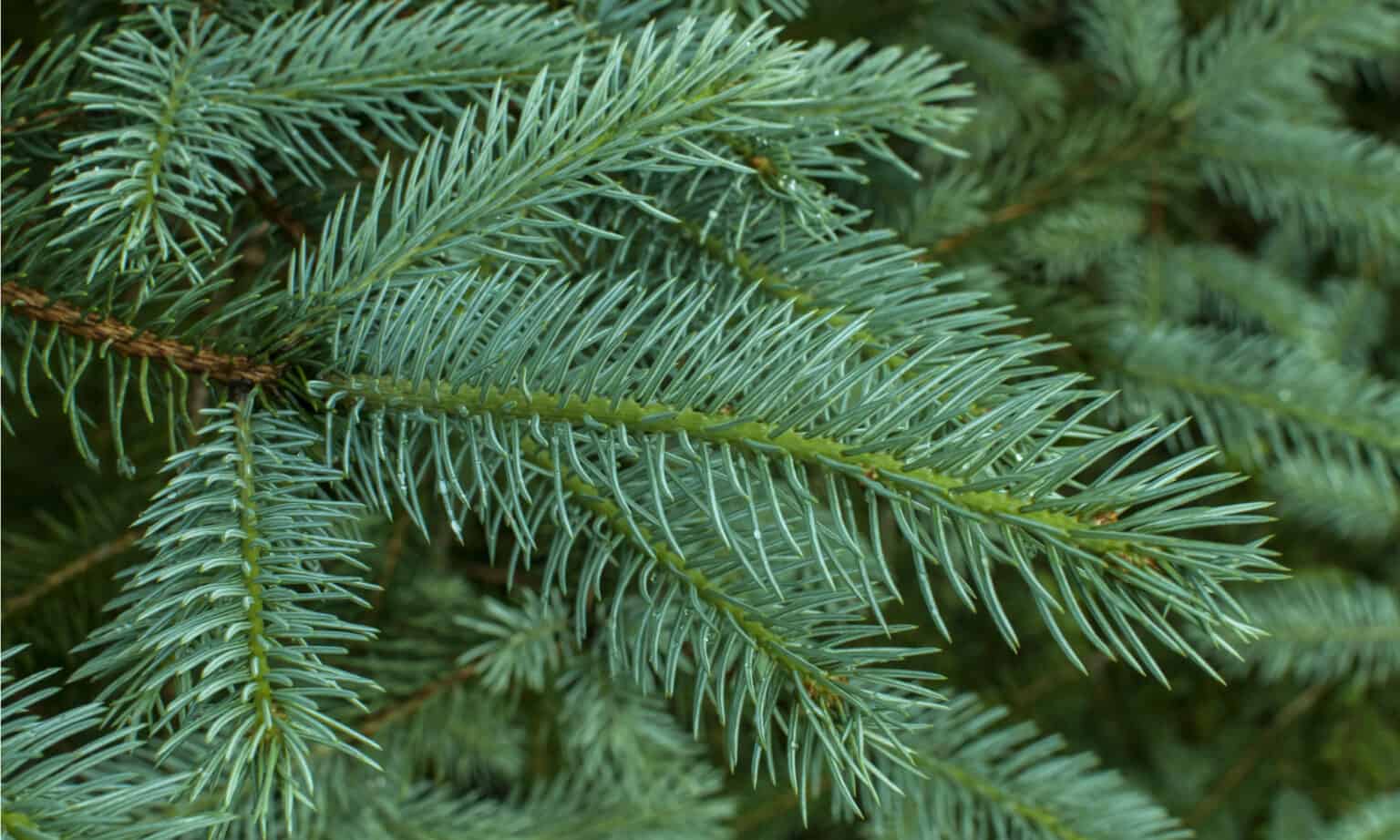 White Spruce vs Blue Spruce What’s the Difference? AZ Animals