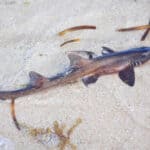 Bamboo sharks
