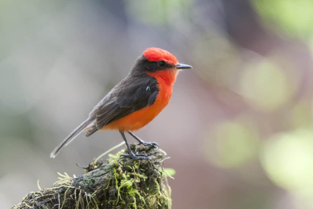 Vermilion Flycatcher