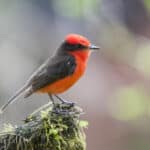 Vermilion Flycatcher