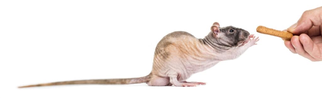 Hairless rat taking treat from human's fingers against a white background