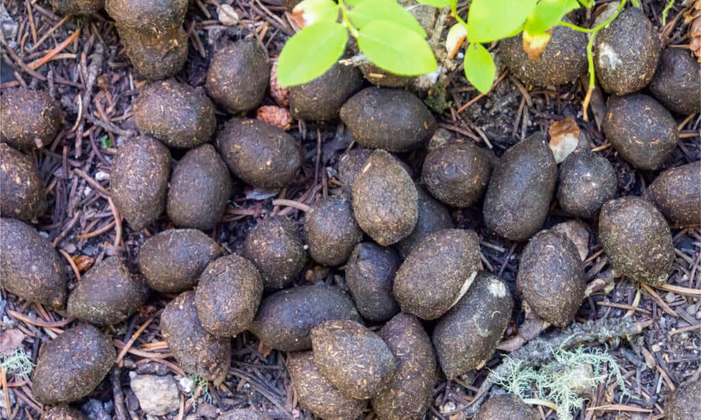 What Does Moose Poop Look Like  