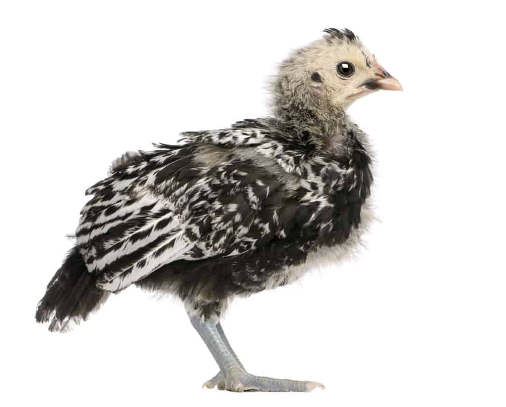 21-day-old Hamburg chick on white background