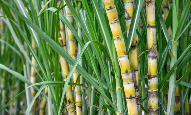 Sugar Cane Seeds: How to Grow Sugar Cane at Home - A-Z Animals