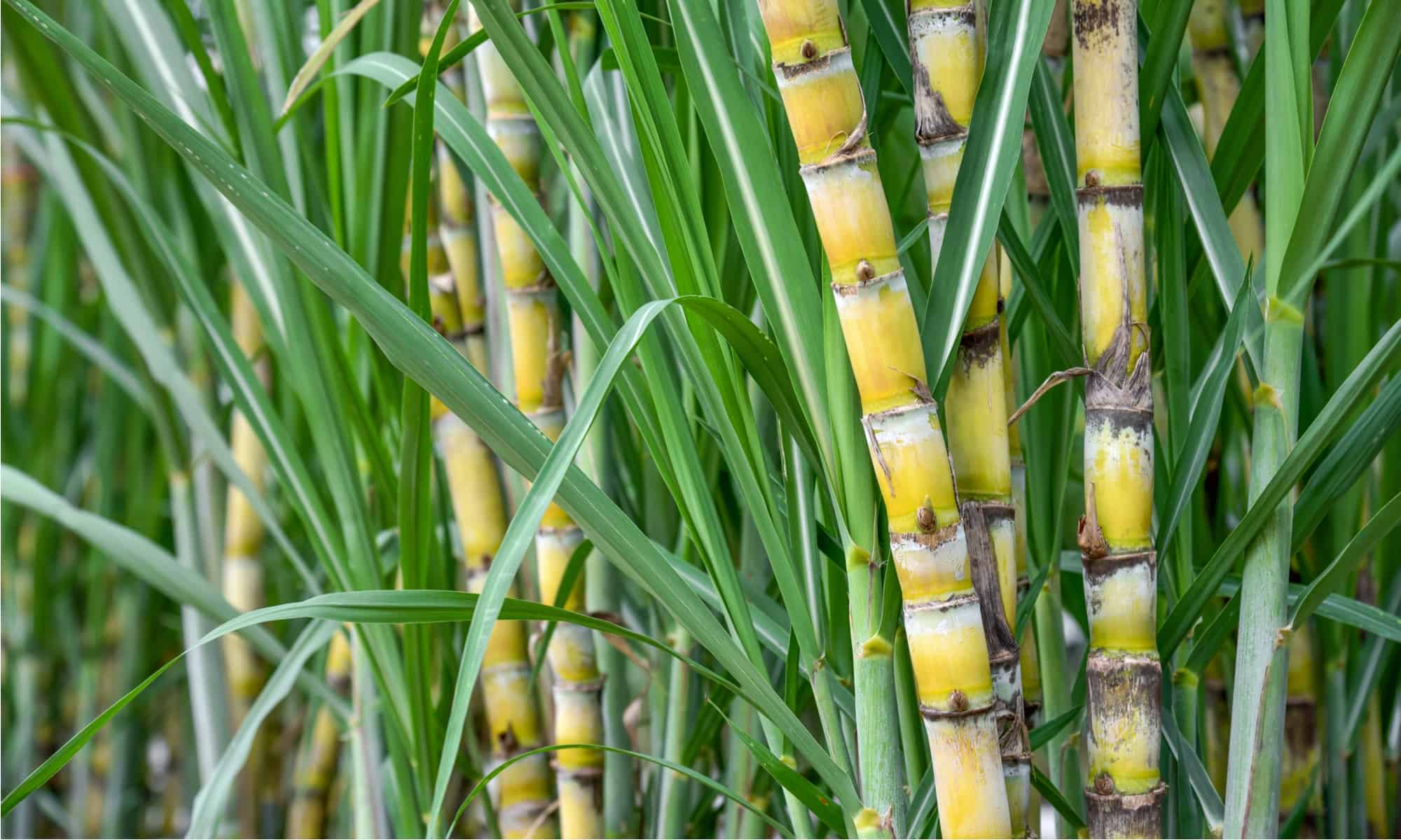 Bamboo vs Sugar Cane: 5 Key Differences - AZ Animals
