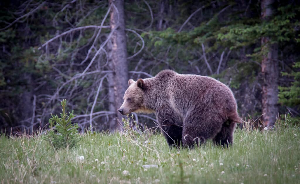 Grizzly bear pooping