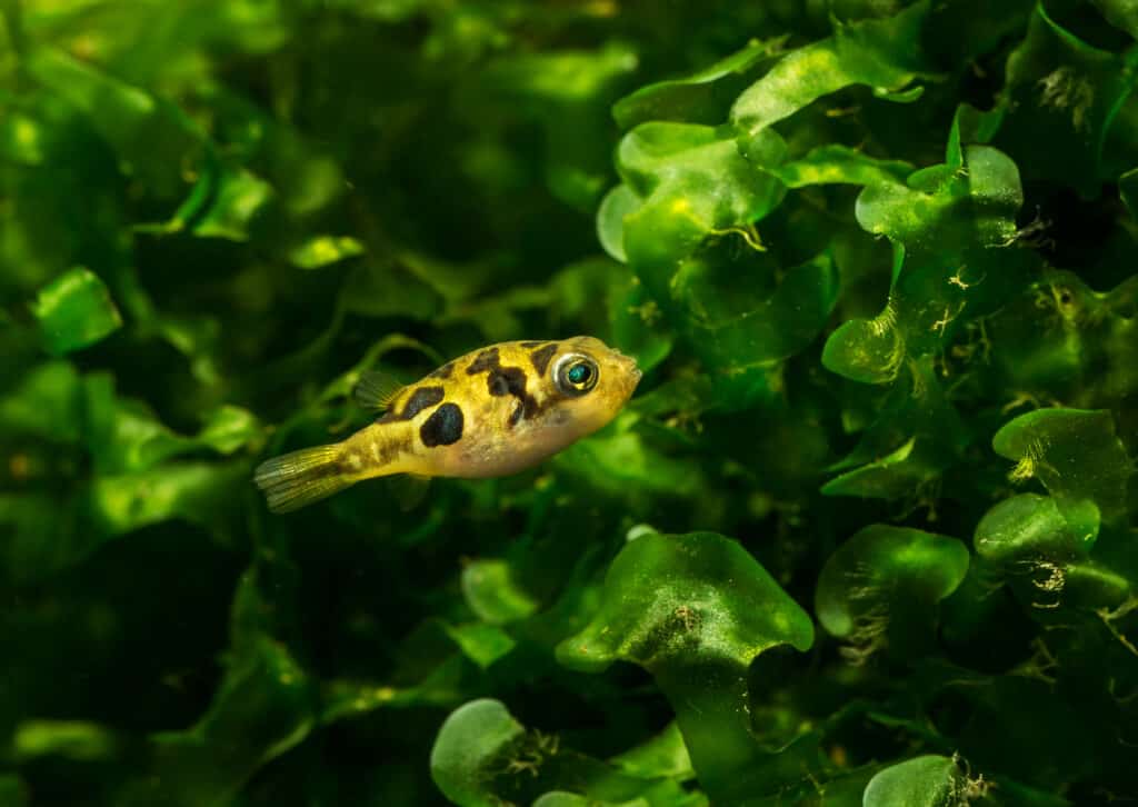 A pea puffer swimming near aquatic plants
