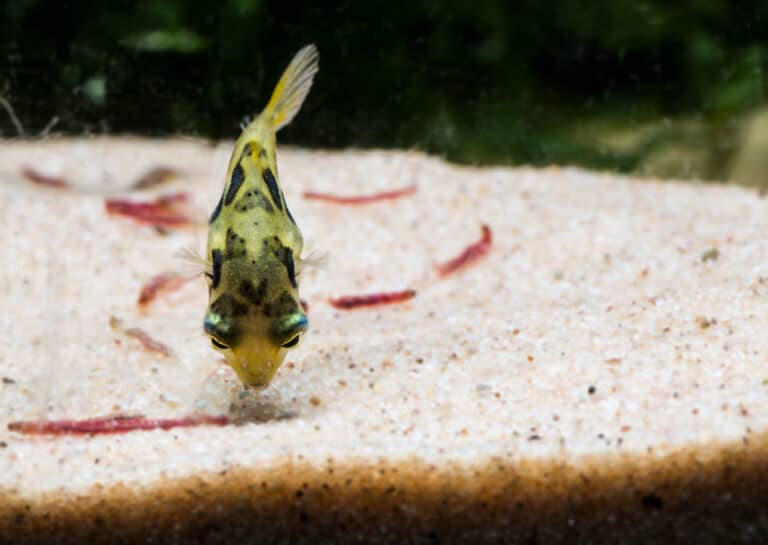 A pea puffer eating from the bottom of an aquarium