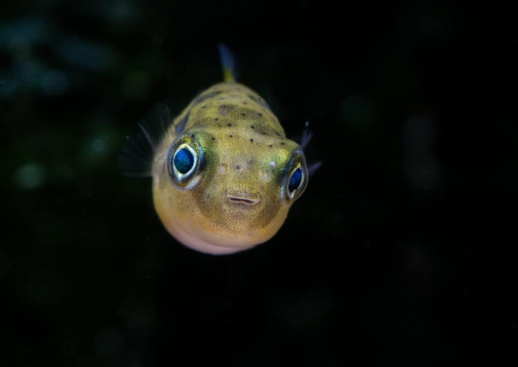 15 Impressive Fish With Big Eyes