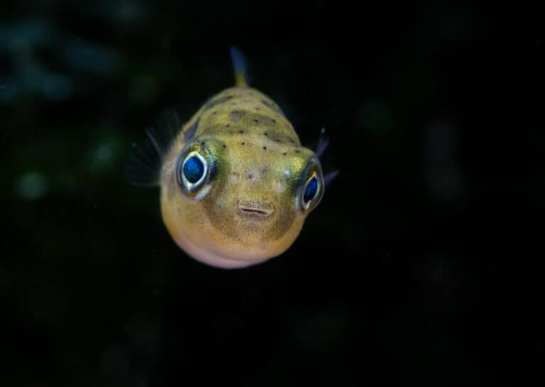 A closeup shot of a pea puffer face on a black background
