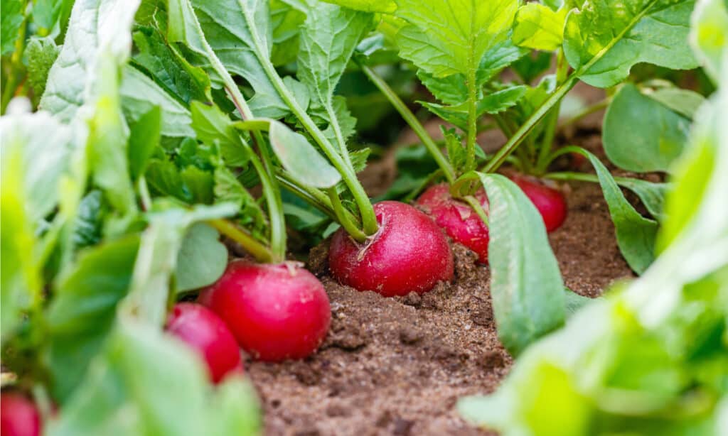 beet vs radish