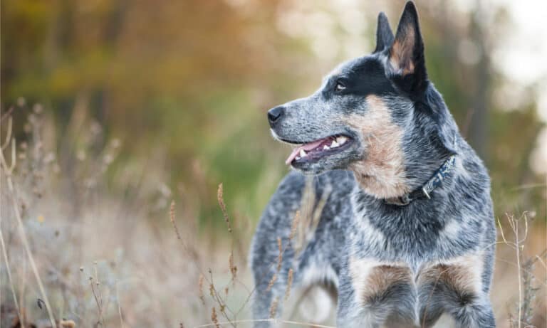 australian cattle dog