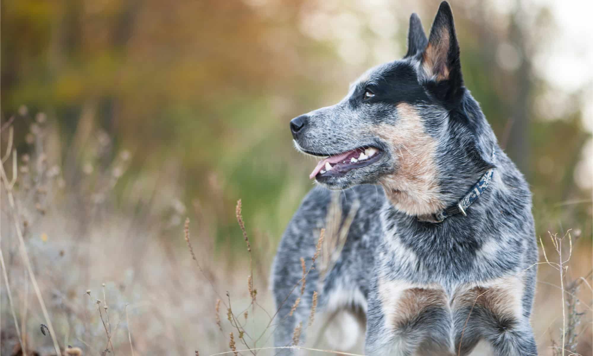 how much does a australian cattle dog cost