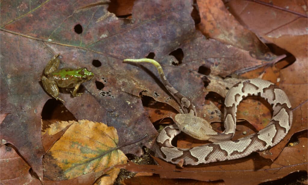 Baby Southern Copperhead