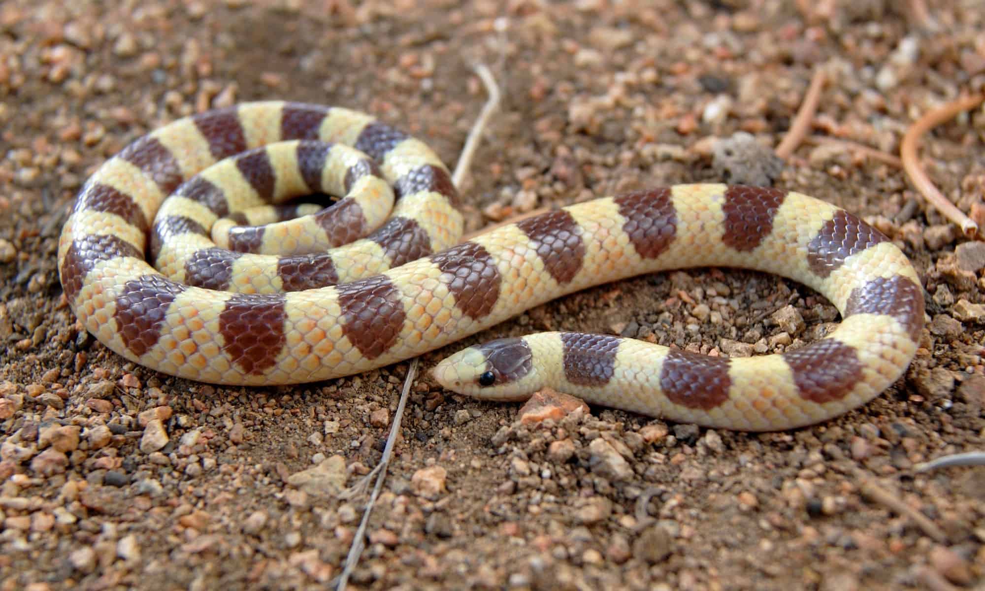 Shovelnose Snake (Chionactis occipitalis)
