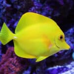 Yellow tang