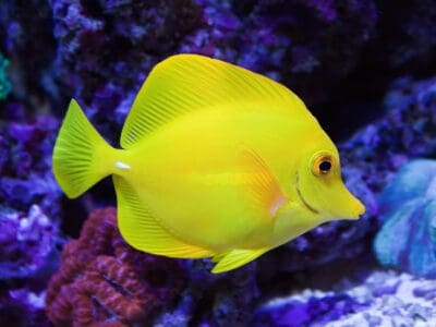 Yellow Tang Picture
