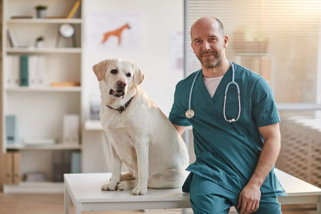 Melatonin an toàn cho chó theo lời khuyên của bác sĩ thú y.