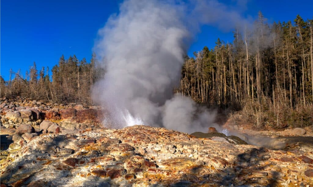 best geysers in yellowstone