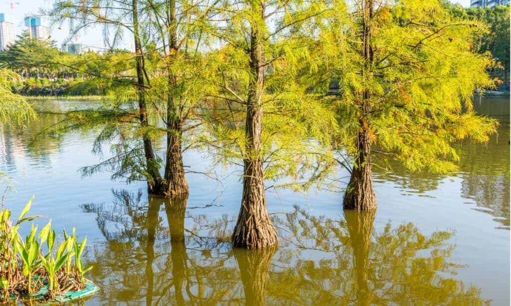 pond cypress vs bald cypress