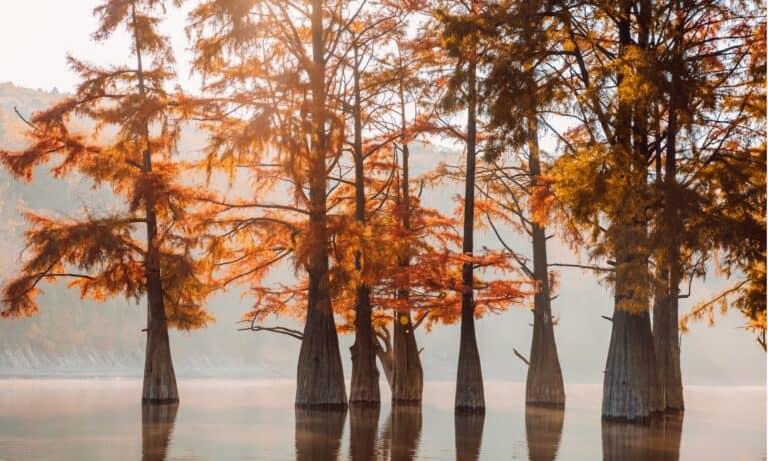 pond cypress vs bald cypress