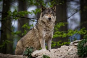 Brave Minnesotan Releases Huge Timberwolf Up Close Picture