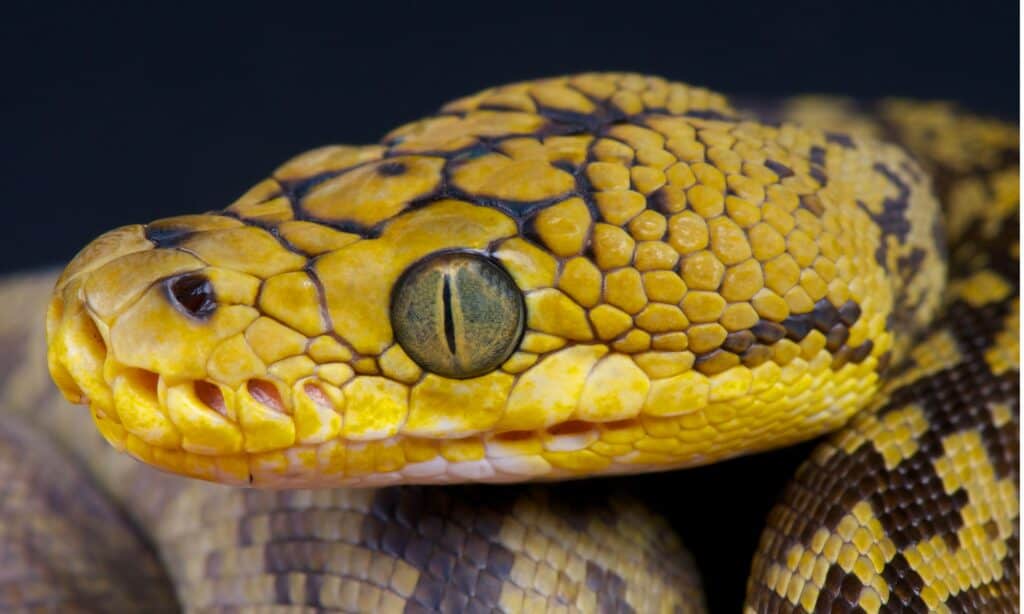 Timor python close-up