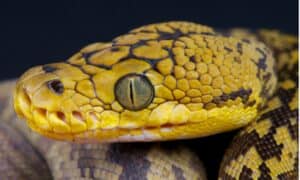 Timor python closeup