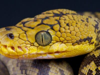 A Timor python