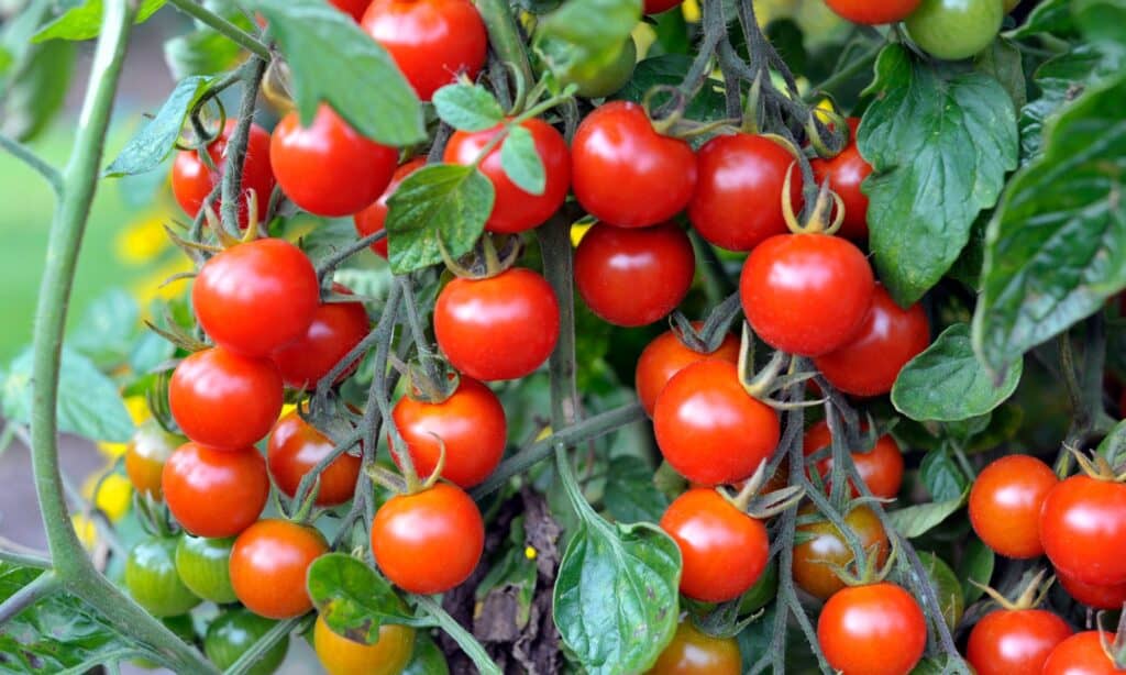 tomato plant