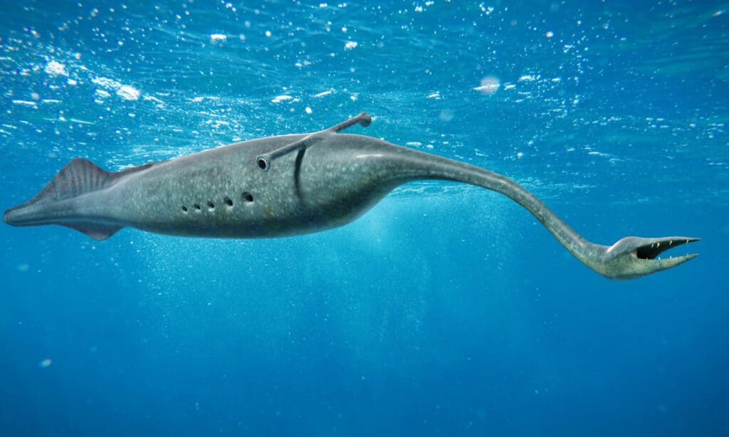 Tullimonstrum gregarium, Tully Monster with Excellent Muscle