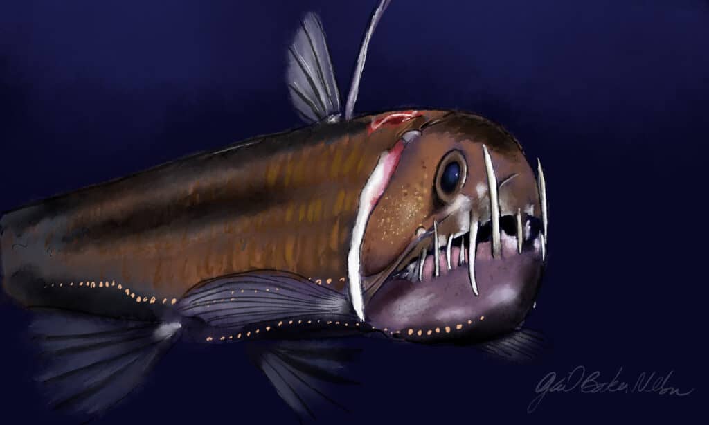 Viperfish Thái Bình Dương