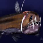 Viperfish