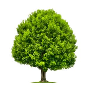 Green Ash vs. White Ash: What Are The Differences? Picture