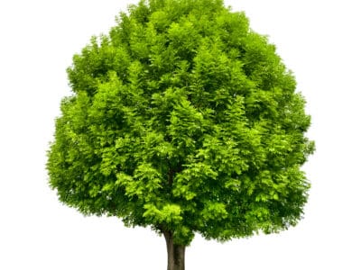 A Green Ash vs. White Ash: What Are The Differences?