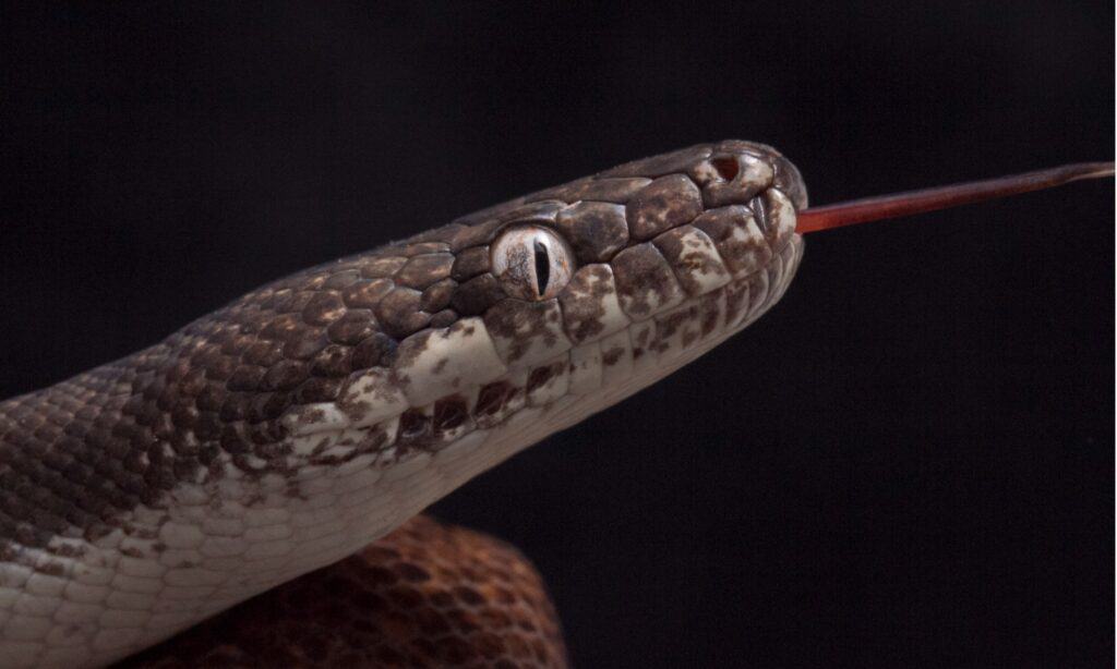 Savu python's white eyes are distinctive