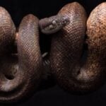 Large pythons