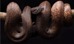 Mature savu python on branch