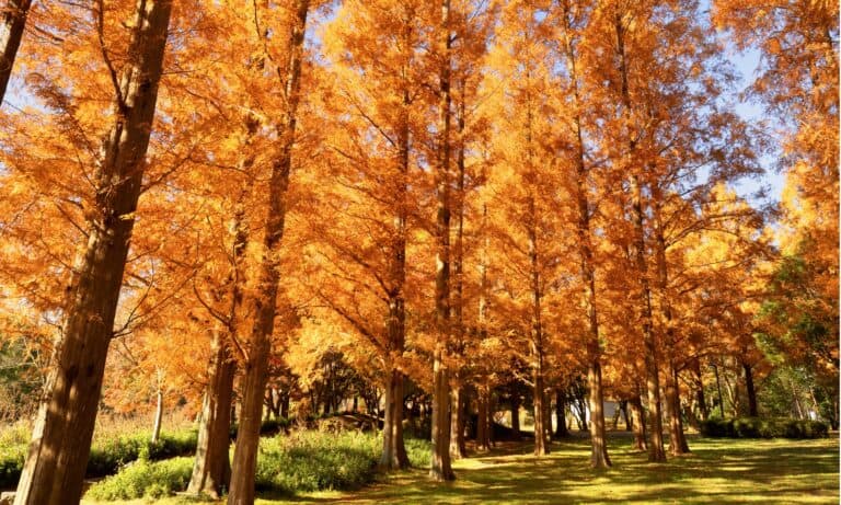 dawn redwood vs bald cypress