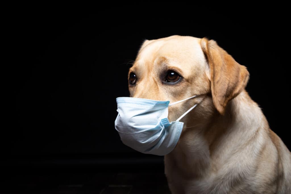 yellow lab in facemask