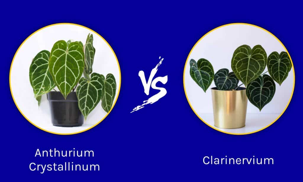 Anthurium Crystallinum vs Clarinervium