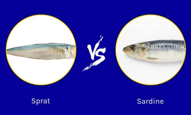 sprats-vs-sardines-what-are-the-differences-a-z-animals