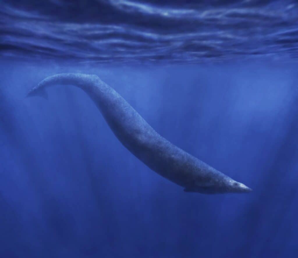 Basilosaurus Size